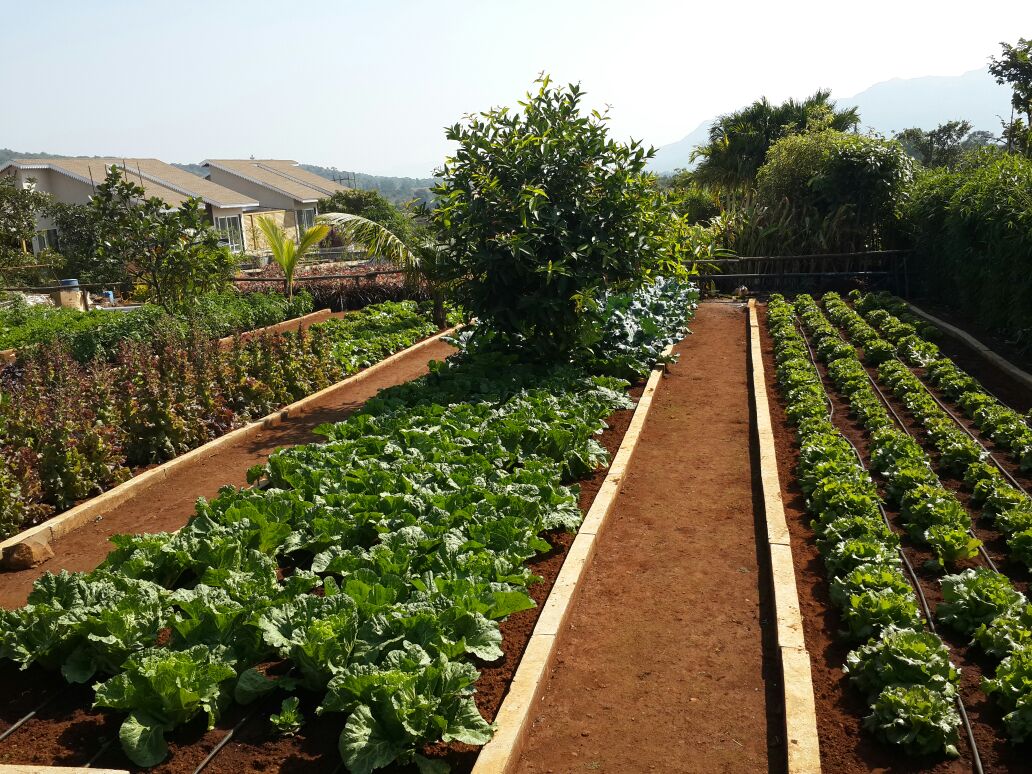 canary-side-farm