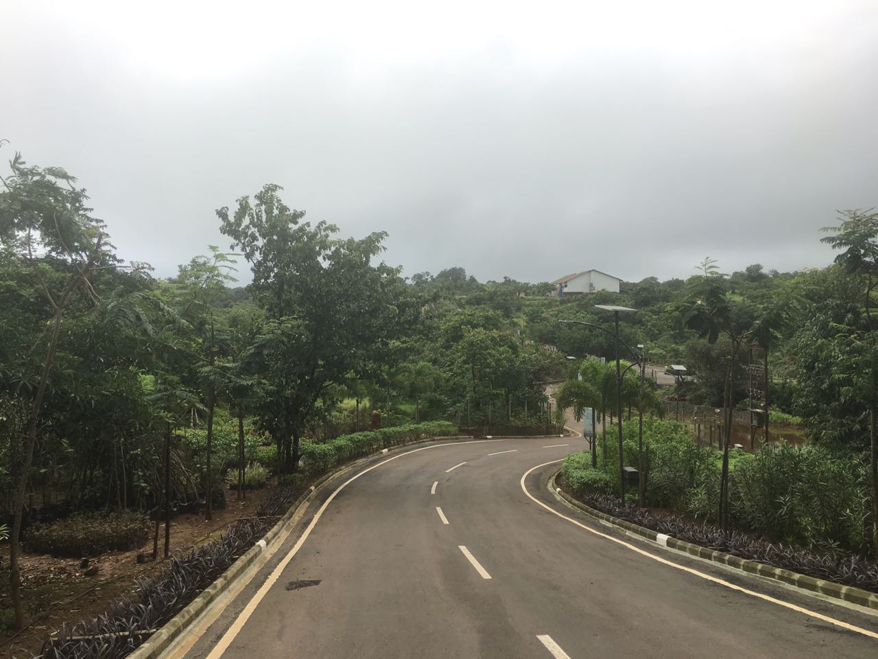 canary-greenery-view