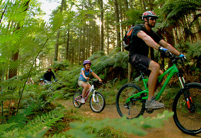trails in jungle