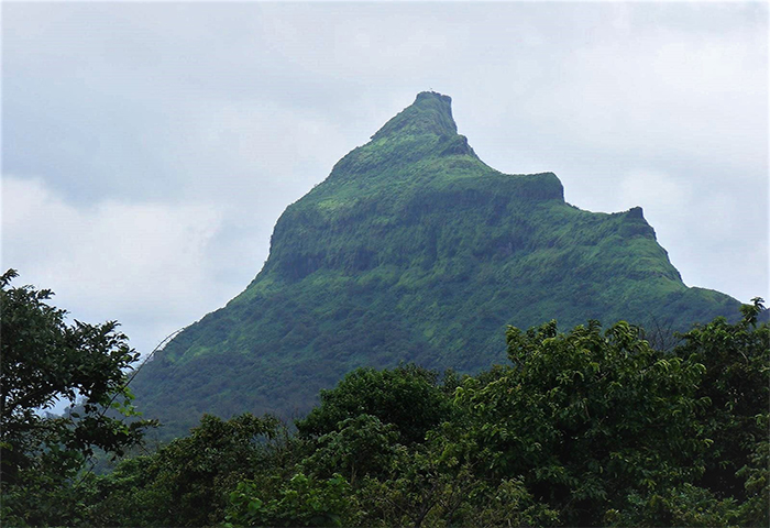 trails in jungle